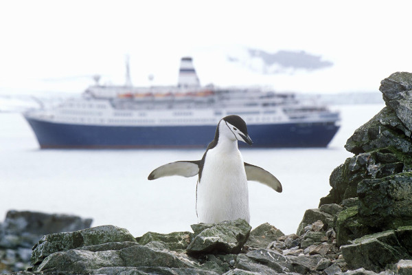 Photo of a penguin